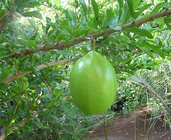 Fruit-calabash-tree.jpg