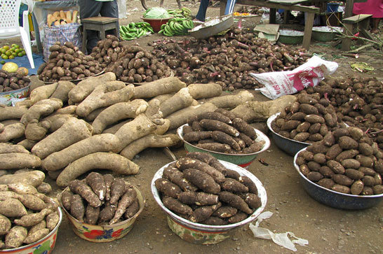 Cocoyam, yam and plantain at Cameroon market