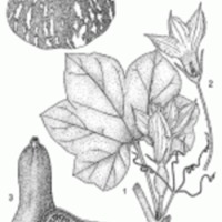 Cucurbita Moschata and leaf diagram