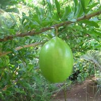 Fruit-calabash-tree.jpg