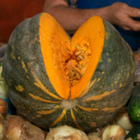 Cucurbita Moschata - Caribbean Pumpkin