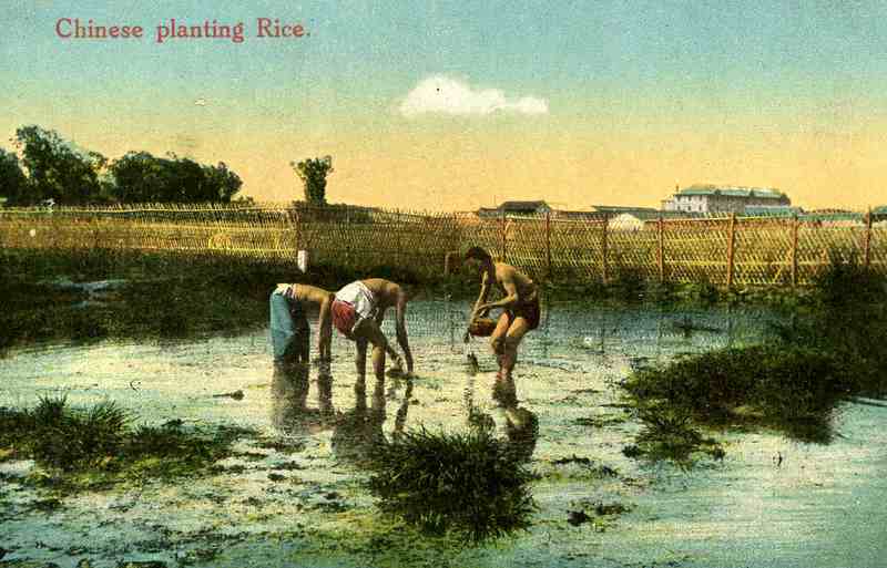 Chinese Planting Rice 